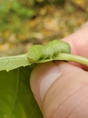 Euplexia benesimilis