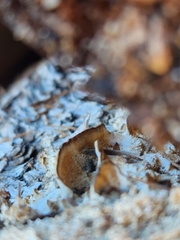 Neoantrodia serialis