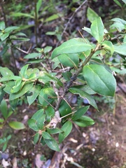 Archidasyphyllum diacanthoides