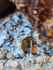 Neoantrodia serialis