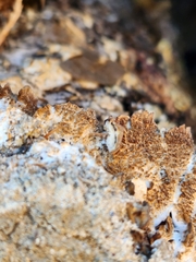 Neoantrodia serialis