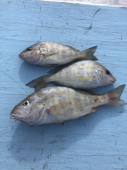 Orthopristis chrysoptera