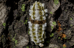 Megalopyge defoliata