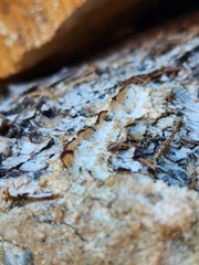 Neoantrodia serialis