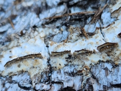 Neoantrodia serialis