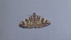 Glyphodes sibillalis