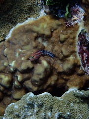 Ecsenius fijiensis