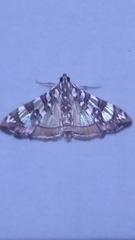 Glyphodes sibillalis