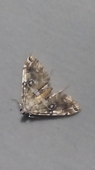Elophila faulalis