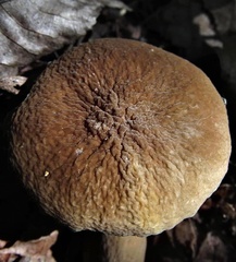 Lactifluus gerardii