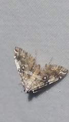 Elophila faulalis