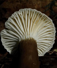 Lactifluus gerardii