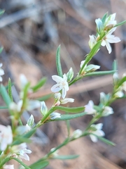 Polygonum utahense
