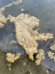 Leptolyngbya