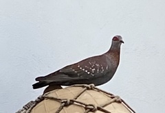 Columba guinea phaeonota