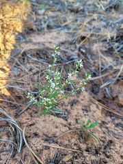 Polygonum utahense
