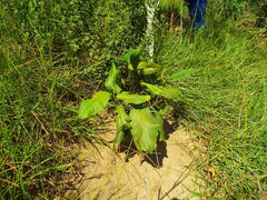 Triplaris americana