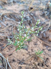 Polygonum utahense