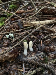 Trichoderma leucopus