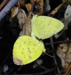 Eurema blanda