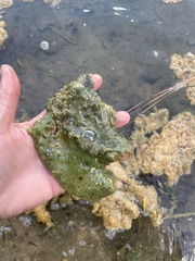 Leptolyngbya