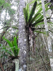 Thamnopteris