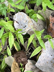 Oplismenus hirtellus