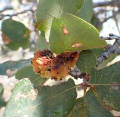 Burnettweldia corallina