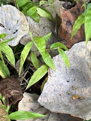 Oplismenus hirtellus