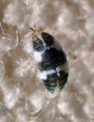 Coniopterygidae