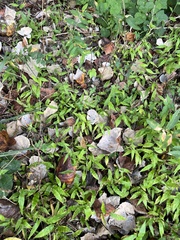 Oplismenus hirtellus