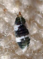 Coniopterygidae