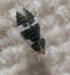 Coniopterygidae