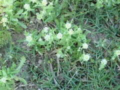 Acicarpha tribuloides