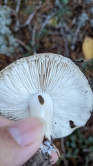 Tricholoma