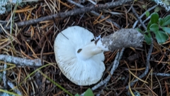 Tricholoma