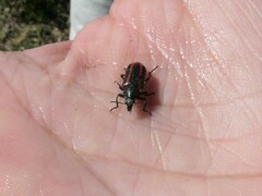 Astylus quadrilineatus