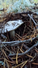 Tricholoma