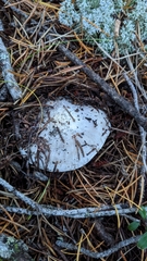 Tricholoma