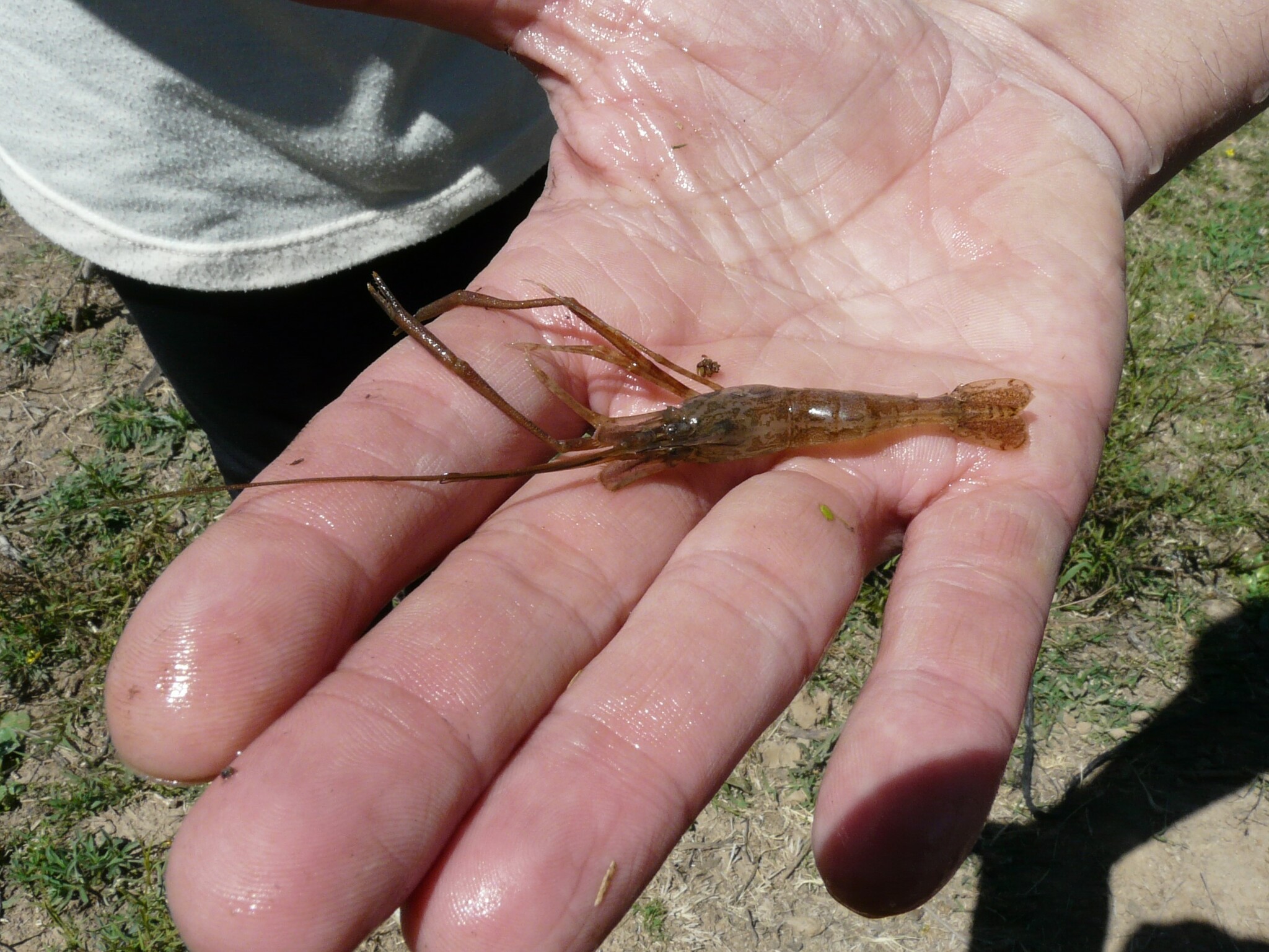 Macrobrachium borellii (Nobili, 1896)