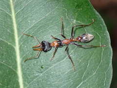 Myrmecia nigrocincta