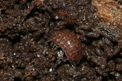 Chaetophiloscia sicula