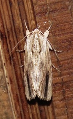 Spodoptera eridania