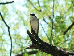 Tachycineta leucorrhoa