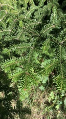 Abies fraseri
