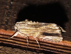 Spodoptera eridania