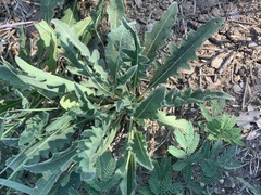 Engelmannia peristenia