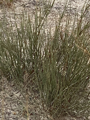 Ephedra torreyana