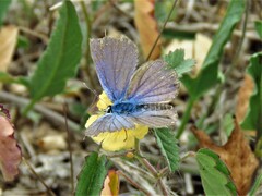 Hemiargus ceraunus