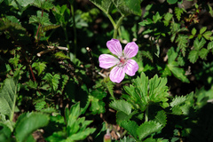 Geranium hayatanum